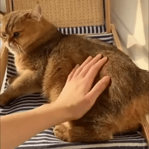 SoftBrush - Stoomborstel voor huisdieren (50% KORTING)