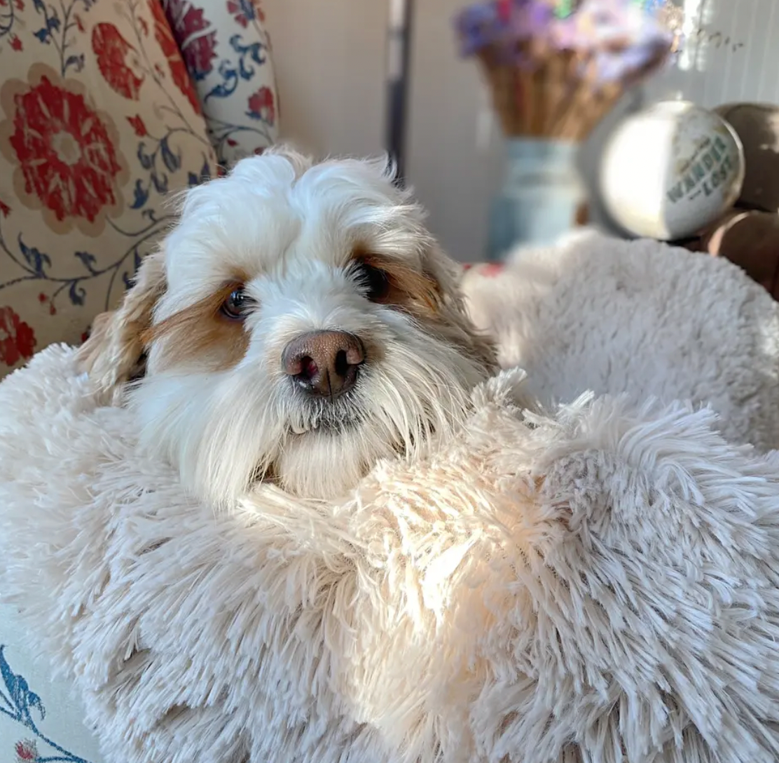 Snugy Hondendeken™ | Voorkom Slapeloosheid Voor Je Huisdier