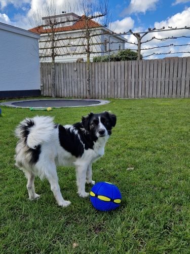 FurryFlyer™ - De disc bal voor honden (50% KORTING)