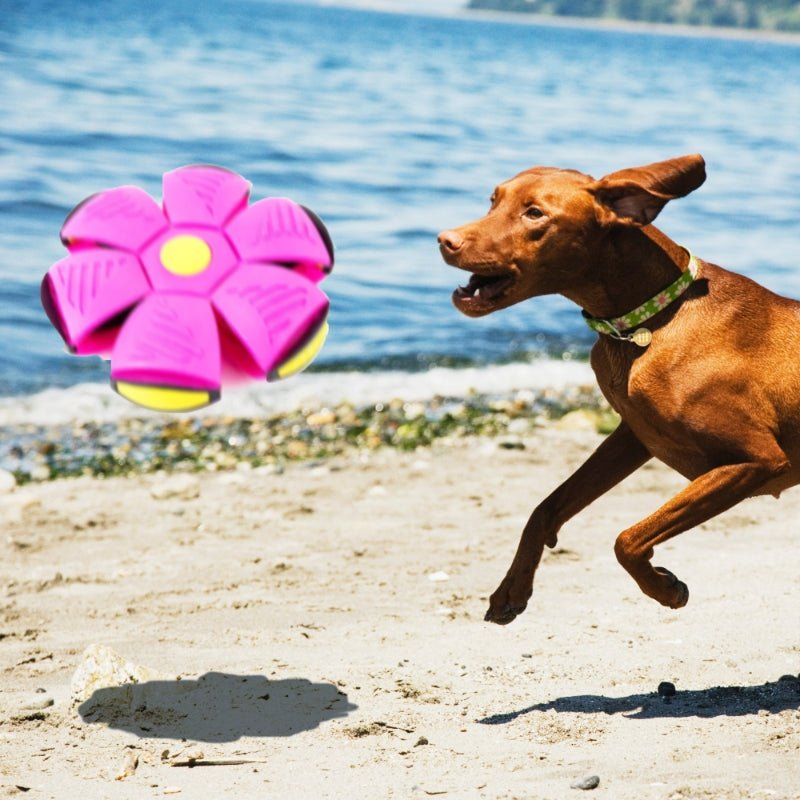 FetchFrenzy™ - Eindeloos plezier voor je harige vriend!