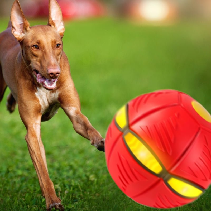 FetchFrenzy™ - Eindeloos plezier voor je harige vriend!