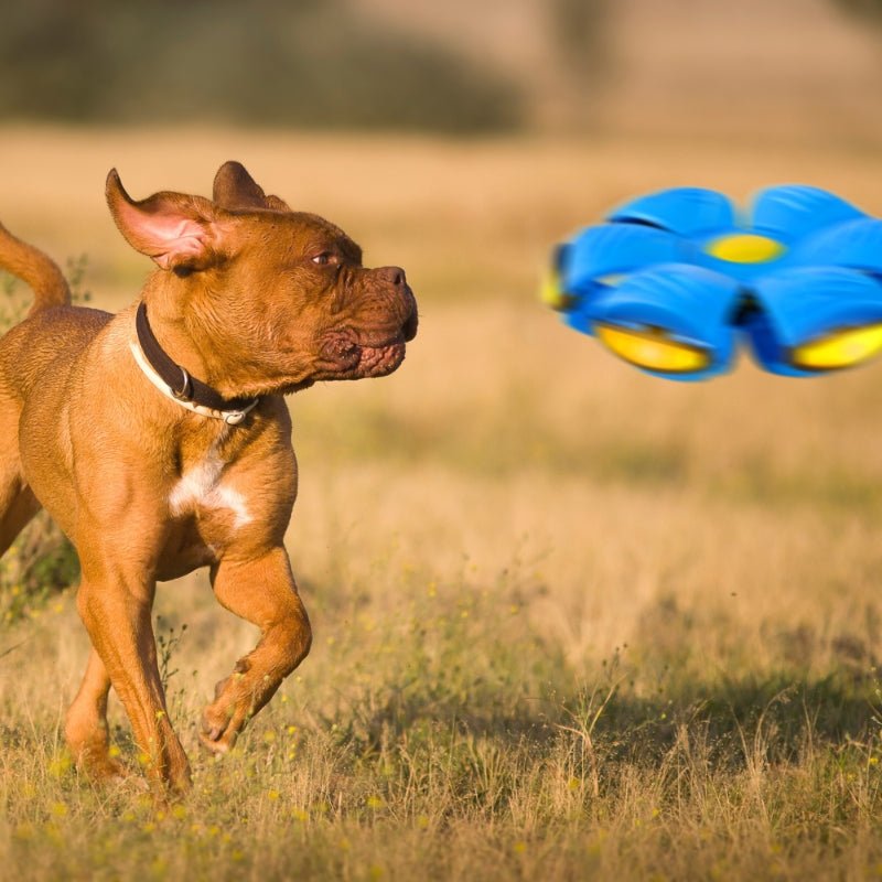 FetchFrenzy™ - Eindeloos plezier voor je harige vriend!