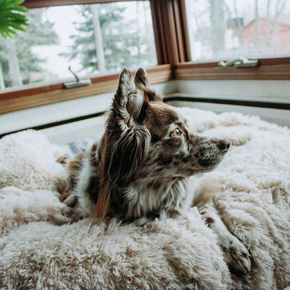 Snugy Hondendeken™ | Voorkom Slapeloosheid Voor Je Huisdier