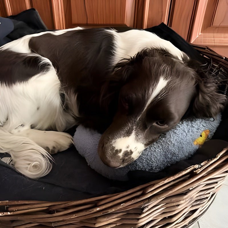 PetCozy™ - Vreugde van een vredige slaap