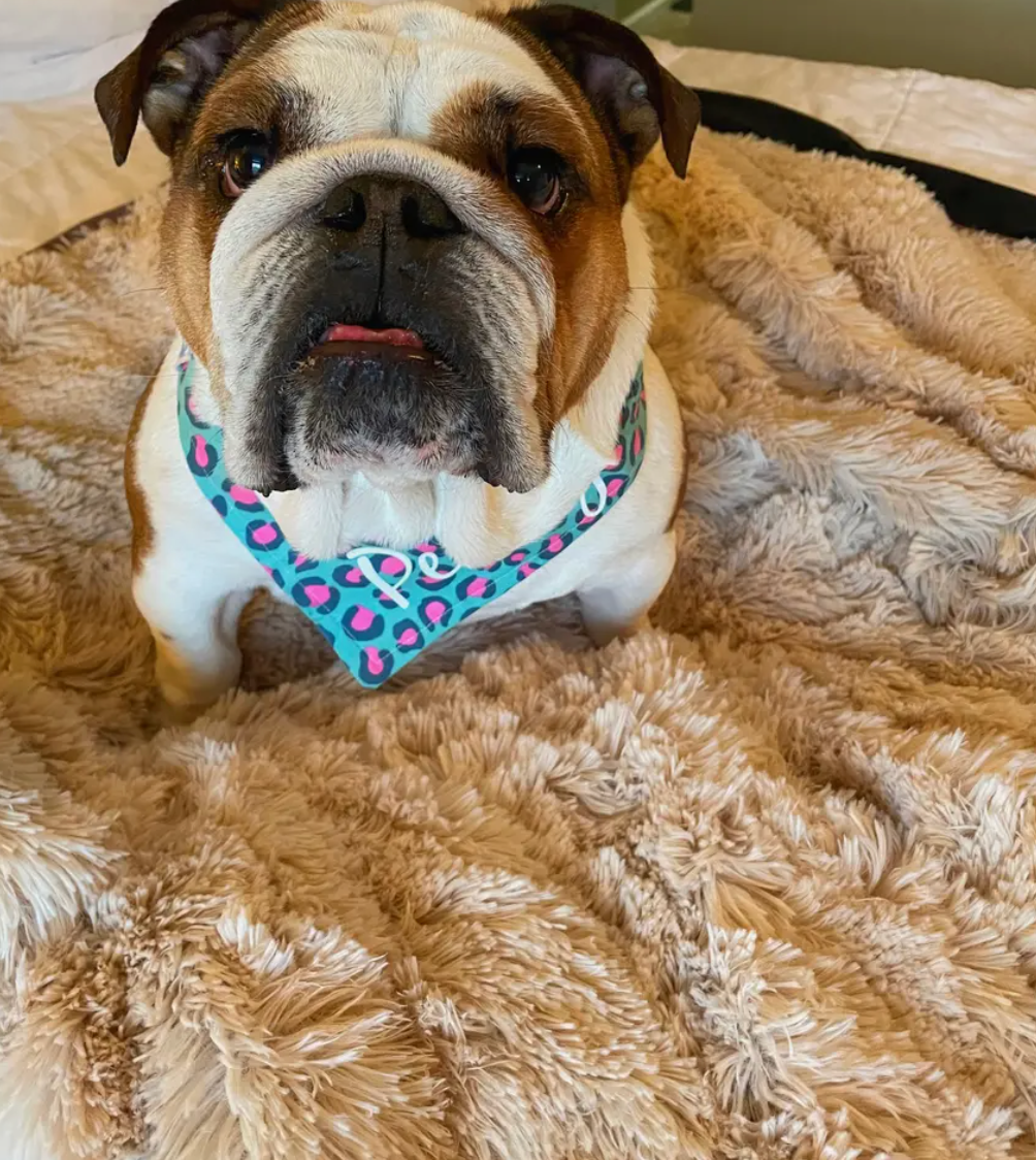 Snugy Hondendeken™ | Voorkom Slapeloosheid Voor Je Huisdier