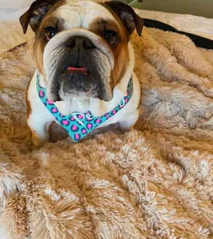 Snugy Hondendeken™ | Voorkom Slapeloosheid Voor Je Huisdier