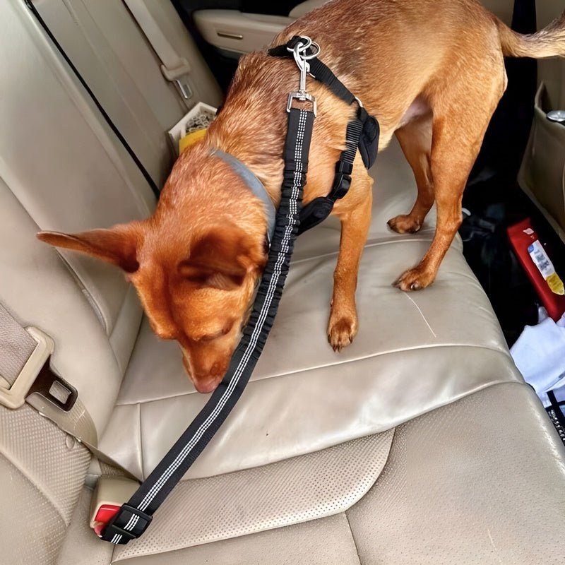 SafePaws™ - Ontspannen en veilig rijden